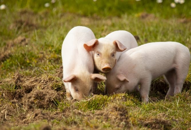 Three pigs feeding in a field
