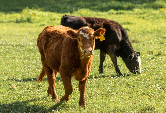 Two cows grazing in a field