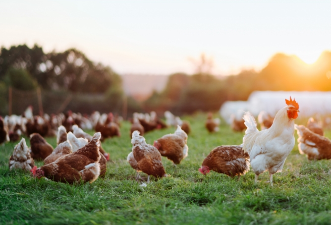 Numerous chickens grazing in a field