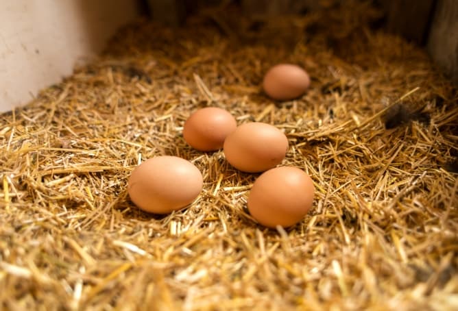 A group of brown eggs on a platform of hay