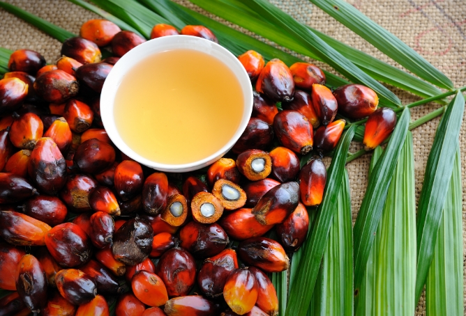 A bowl of palm oil sitting among a large grouping of oil palm fruits